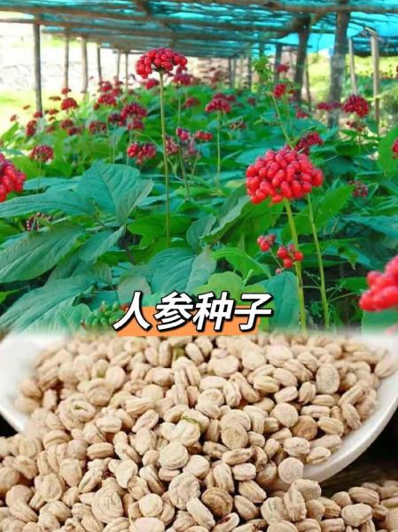 种人参的种植方法?人参种植方法及步骤?