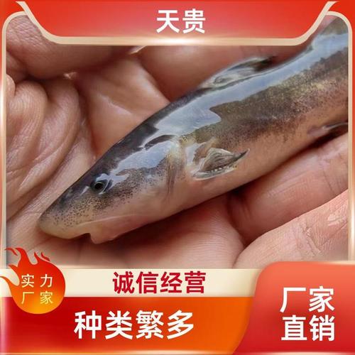 江团鱼养殖基地在哪里,江团鱼原产地