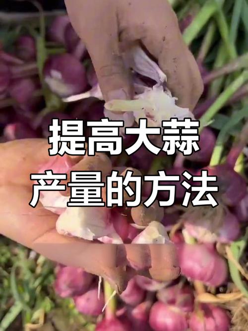 大蒜的种植方法和管理技术?大蒜的种植技巧?