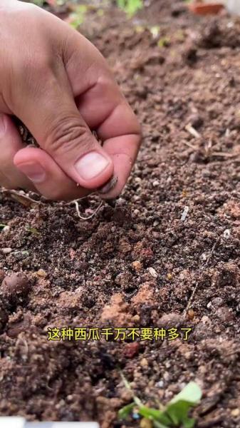 露地西瓜种植时间和方法,露地西瓜的种植技术与管理三农技术?