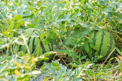 露地西瓜种植时间和方法，露地西瓜的种植技术与管理三农技术？