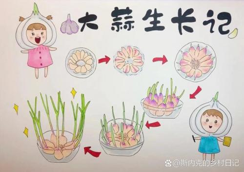 大蒜的种植步骤,大蒜种植步骤照片