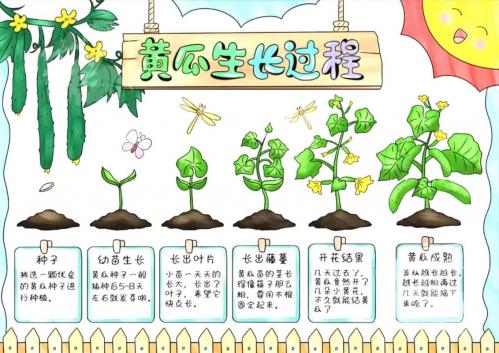 黄瓜的种植条件,黄瓜种植技术