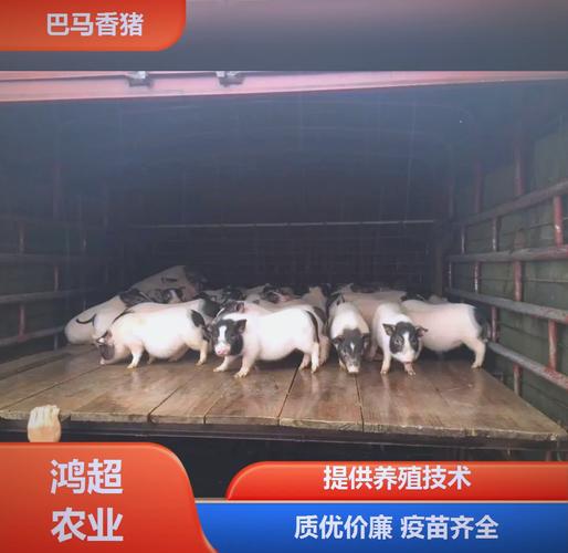 巴马香猪销路好不好?巴马香猪销路好不好卖?