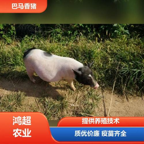 巴马香猪销路好不好?巴马香猪销路好不好卖?
