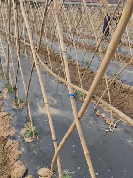如何种植丝瓜,如何种植丝瓜及搭棚