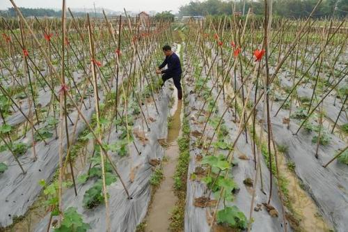 如何种植丝瓜,如何种植丝瓜及搭棚