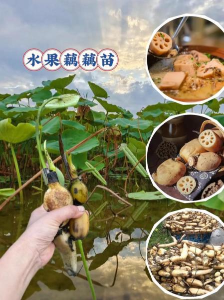 种植浅水莲藕什么品种最好,浅水莲藕种植方法