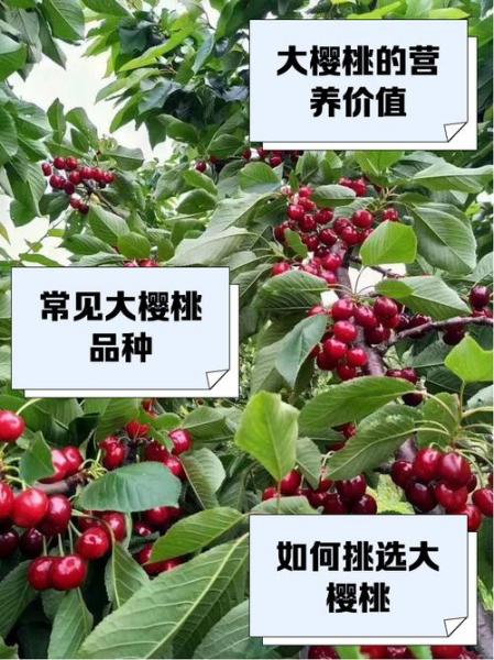 樱桃收购价每斤多钱,樱桃收购价是多少钱一斤?
