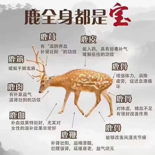 梅花鹿养殖技术方法?梅花鹿养殖技术方法有哪些?