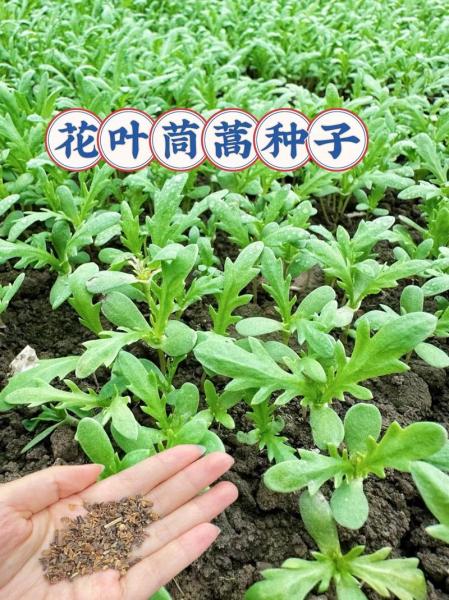 茼蒿种植时间及方法