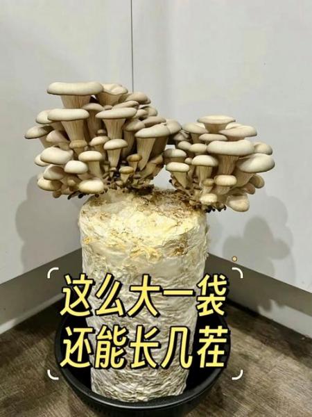 蘑菇种植技术什么时候有的?种蘑菇几月份?