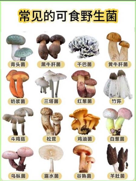 蘑菇种植技术什么时候有的?种蘑菇几月份?