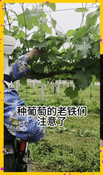 葡萄怎样种植技术,葡萄种植步骤
