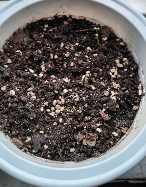 香菜种子不搓开几天能发芽,香菜种子种的时候没捏碎能发芽吗?