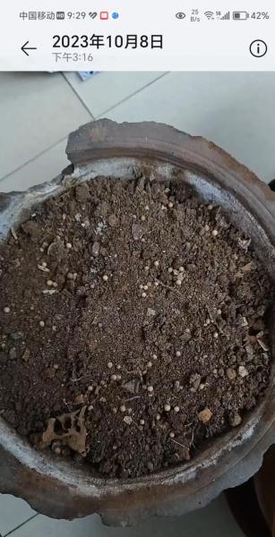 香菜种子不搓开几天能发芽,香菜种子种的时候没捏碎能发芽吗?