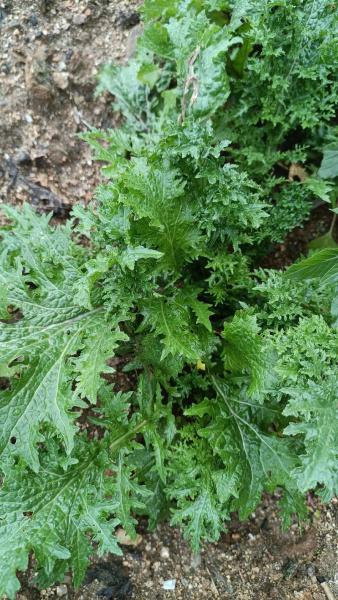 芥菜的种植方法和时间?芥菜的种植方法和时间图片?