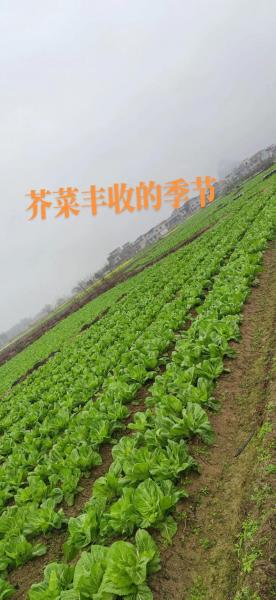 芥菜的种植方法和时间?芥菜的种植方法和时间图片?
