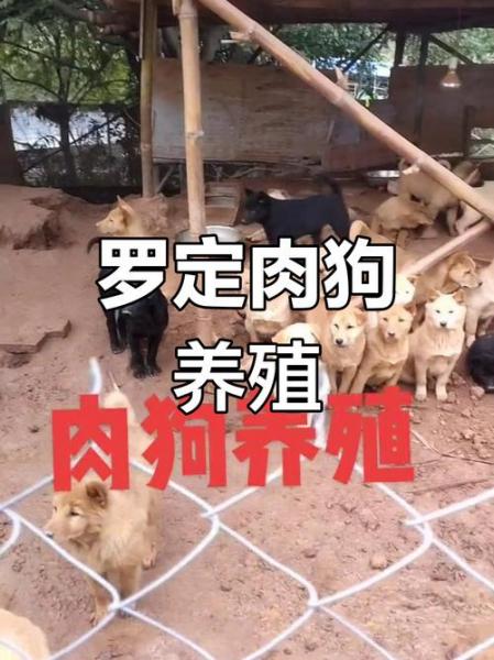 有正规的肉狗养殖场吗,全国有正规肉狗养殖场吗?