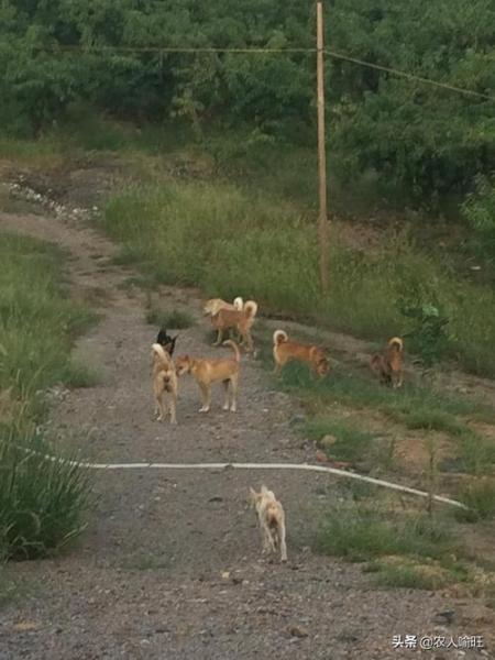 有正规的肉狗养殖场吗,全国有正规肉狗养殖场吗?