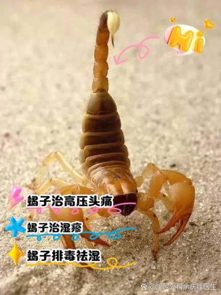 蝎子蜈蚣养殖前景怎样,蝎子好养还是蜈蚣好养
