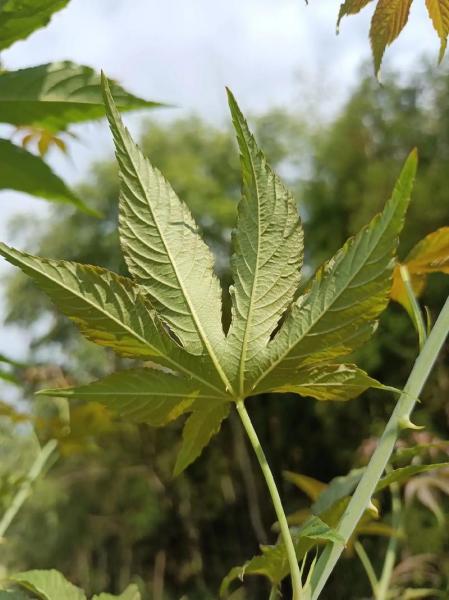 覆盆子的种植方法和技术,覆盆子怎么种植?覆盆子的种植技术与管理?