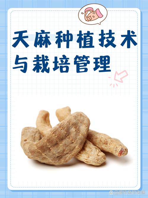 天麻的种植时间及方法,天麻的种植方法及产量是怎么样的?