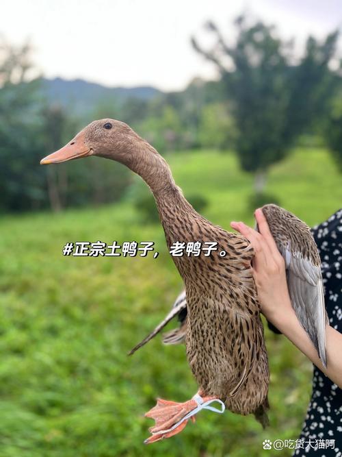 鸭子的养殖方法,鸭子的养殖方法和技术