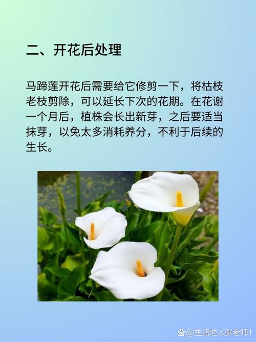 马蹄莲的养殖方法和注意事项,马蹄莲的养殖方法和注意事项多久浇一次水