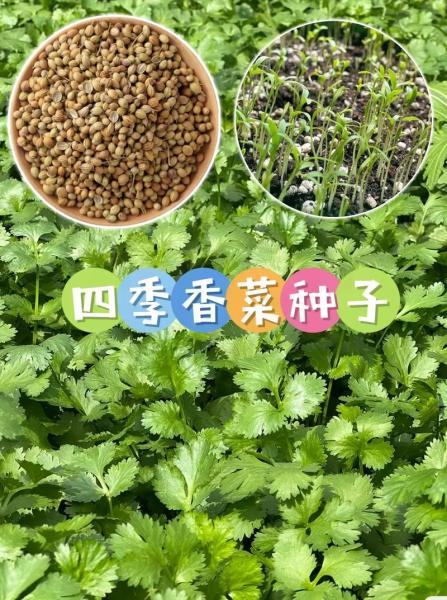 香菜种子不搓开能种吗,香菜种子不搓开能种吗有毒吗?