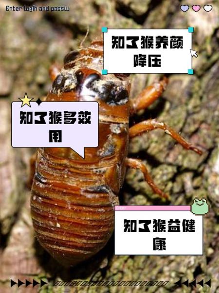 知了猴快速养殖的方法,知了猴的养殖前景