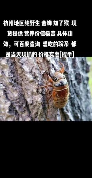 知了猴快速养殖的方法,知了猴的养殖前景