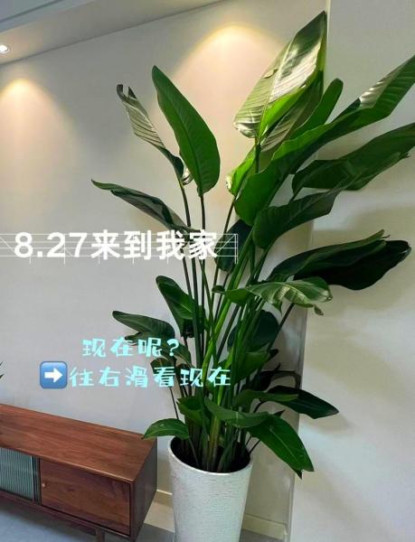 天堂鸟的养殖方法和注意事项什么时候开花,天堂鸟的养殖方法和注意事项有哪些