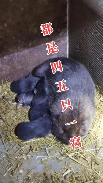 广西哪里有竹鼠,广西哪里竹鼠种苗最好