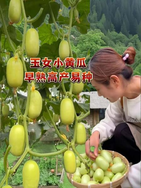 黄瓜几月份种植最好,黄瓜几月份播种比较好?