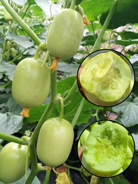 黄瓜几月份种植最好,黄瓜几月份播种比较好?