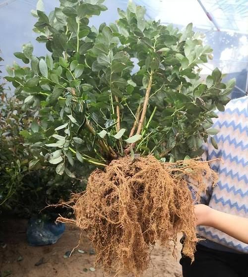 蓝莓的种植方法盆栽,蓝莓的种植方法盆栽怎么养?