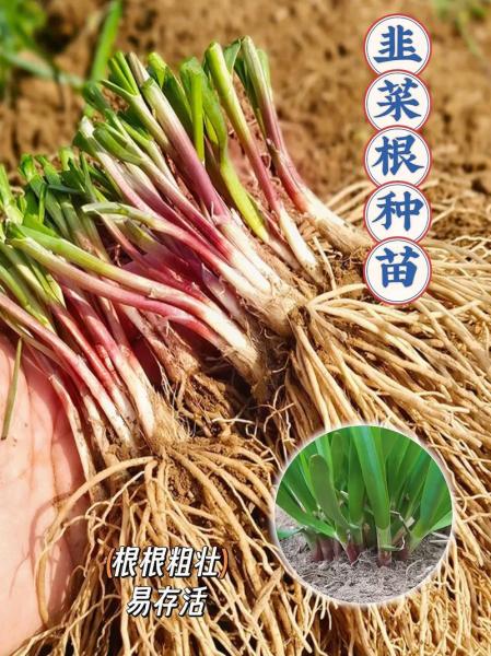 韭菜种植方法和步骤,韭菜种植方法和步骤是什么样的