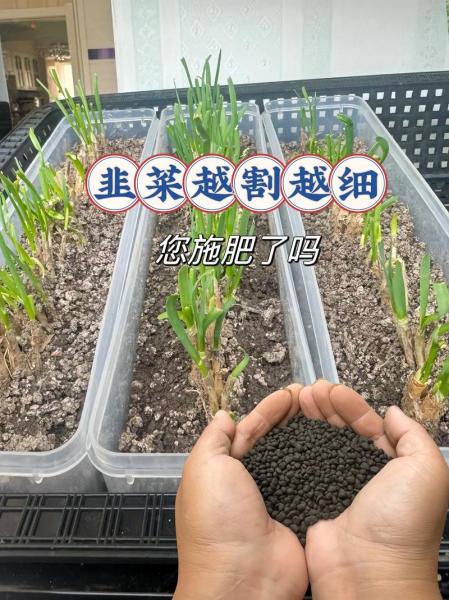 韭菜种植方法和步骤,韭菜种植方法和步骤是什么样的