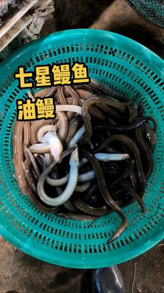 鳗鱼有养殖的吗?鳗鱼有养殖的吗能吃吗?