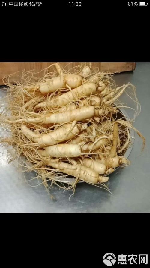 西洋参怎样种植,西洋参怎样种植多深