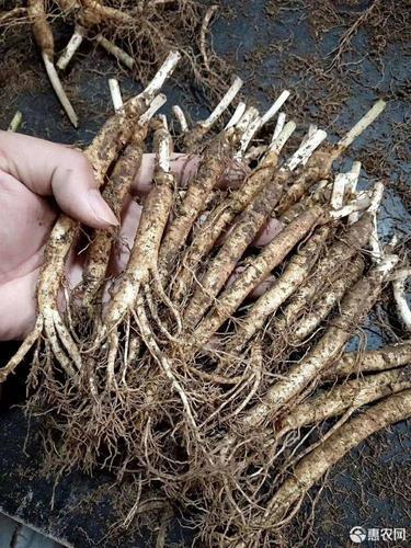 西洋参怎样种植,西洋参怎样种植多深