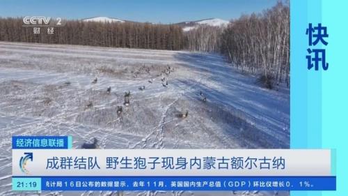 狍子可以人工养殖吗?哪能买到人工养殖狍子?