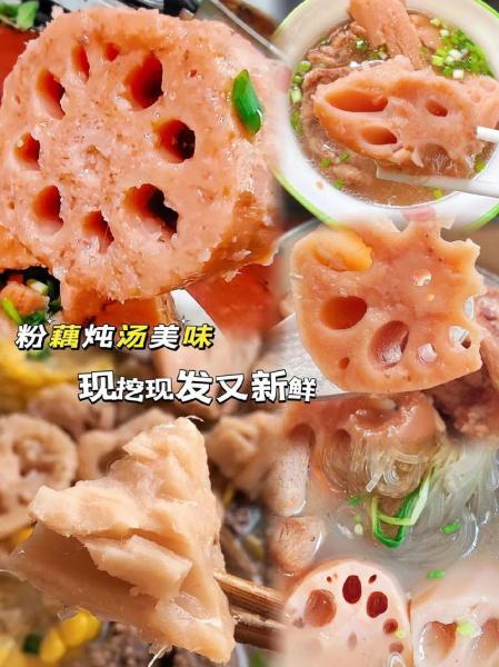 浅水藕水位要求多深,浅水食用藕