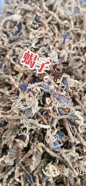 蝎子价格最新行情