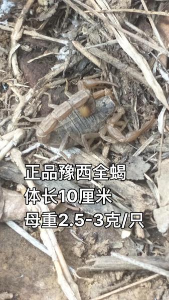 蝎子价格最新行情