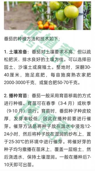 西红柿直接种植不移栽可以吗,西红柿种子不催芽,直接种可以吗