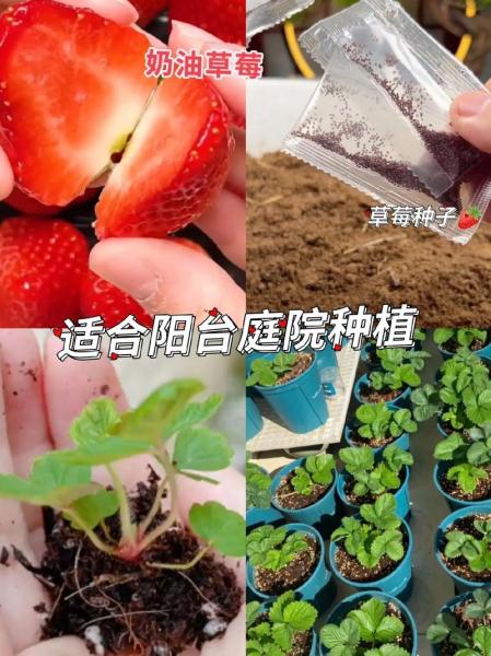 草莓什么时候成熟怎么种植,草莓什么时候季节种最好