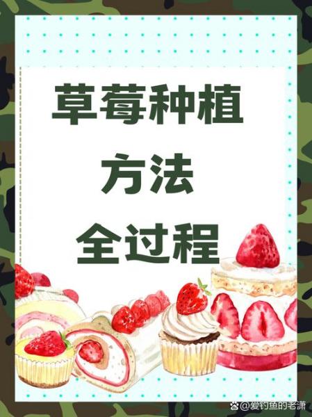 草莓什么时候成熟怎么种植,草莓什么时候季节种最好