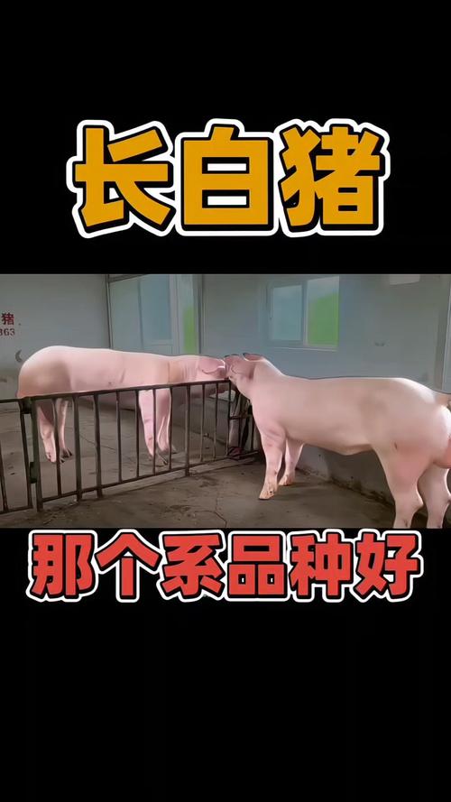 长白种公猪哪里有卖,长白种猪什么价格?